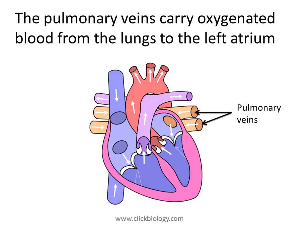 The pulmonary veins carry oxygenated blood from the lungs to the left atrium Pulmonary